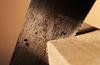 Science Diet sawdust saw dust addition harmful risks bad dog cat food
