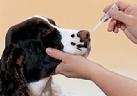 AAHA Vaccine Protocols