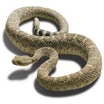 Rattle Snake Vaccine Red Rock Biologic
