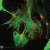 FIV vaccine adjuvant household cat safety sarcoma clades strains efficacy
