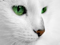 Fiv Vaccine